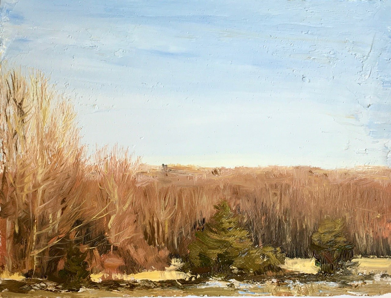Winter Cedars by Gray Park